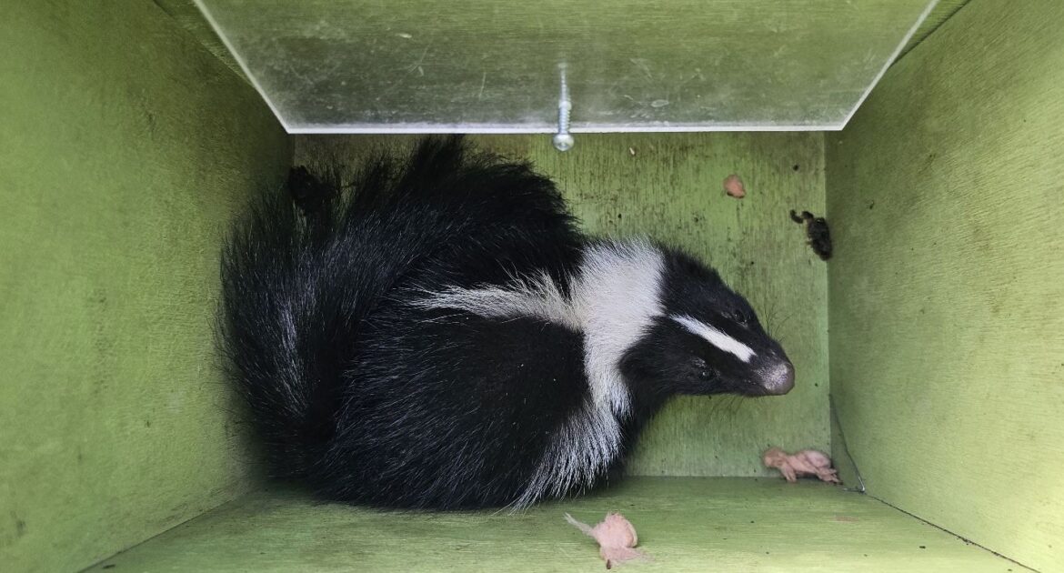 Prevent Skunks From Nesting Under Your Porch With These Tips