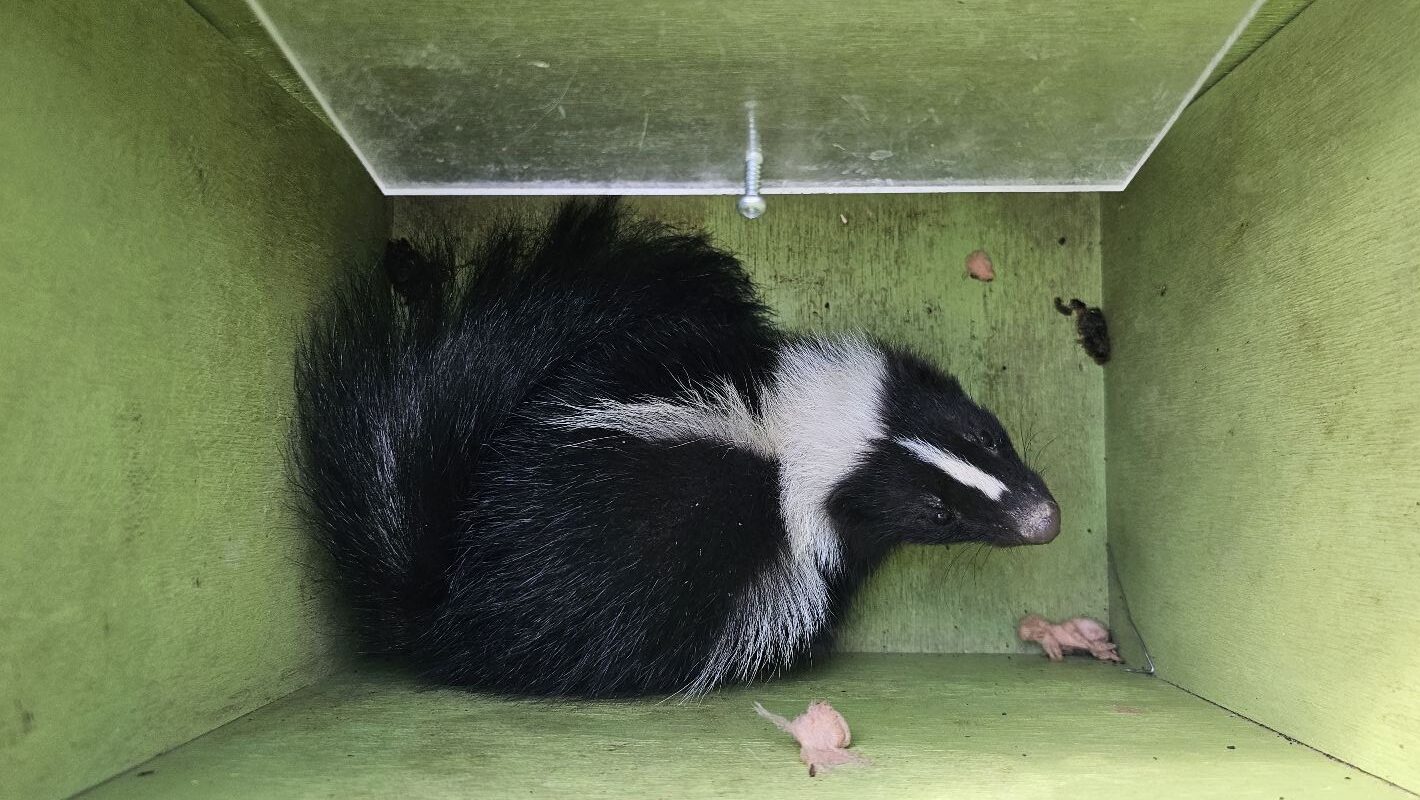 Prevent Skunks From Nesting Under Your Porch With These Tips
