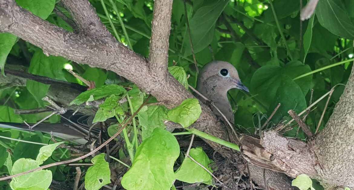 Protecting Your Home’s Exterior from Damage Caused by Nesting Birds