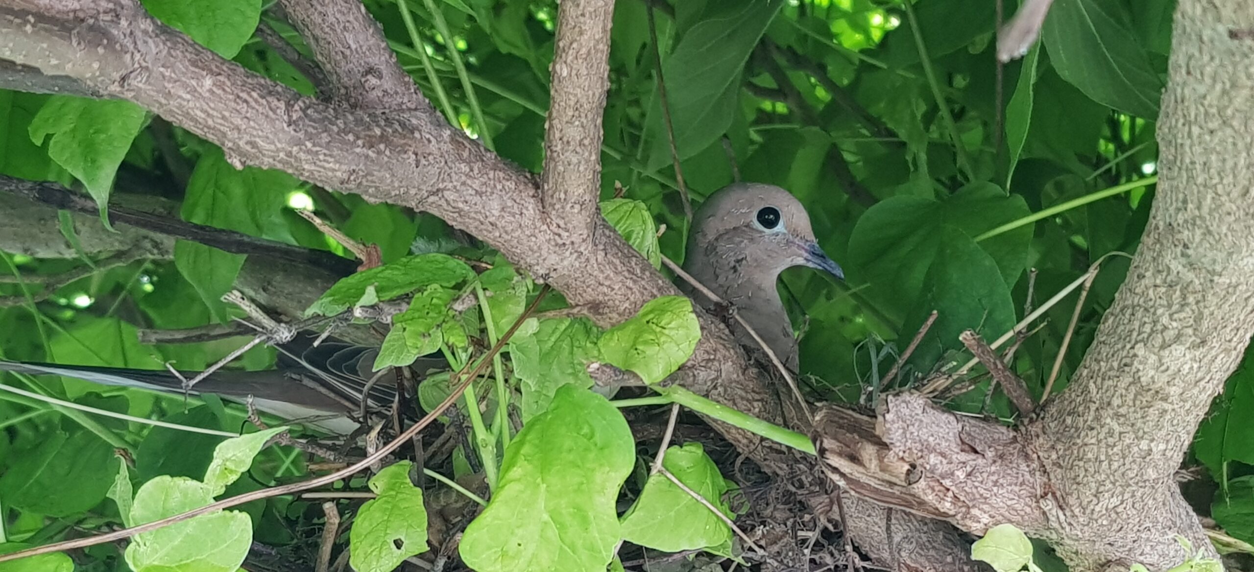 Protecting Your Home’s Exterior from Damage Caused by Nesting Birds