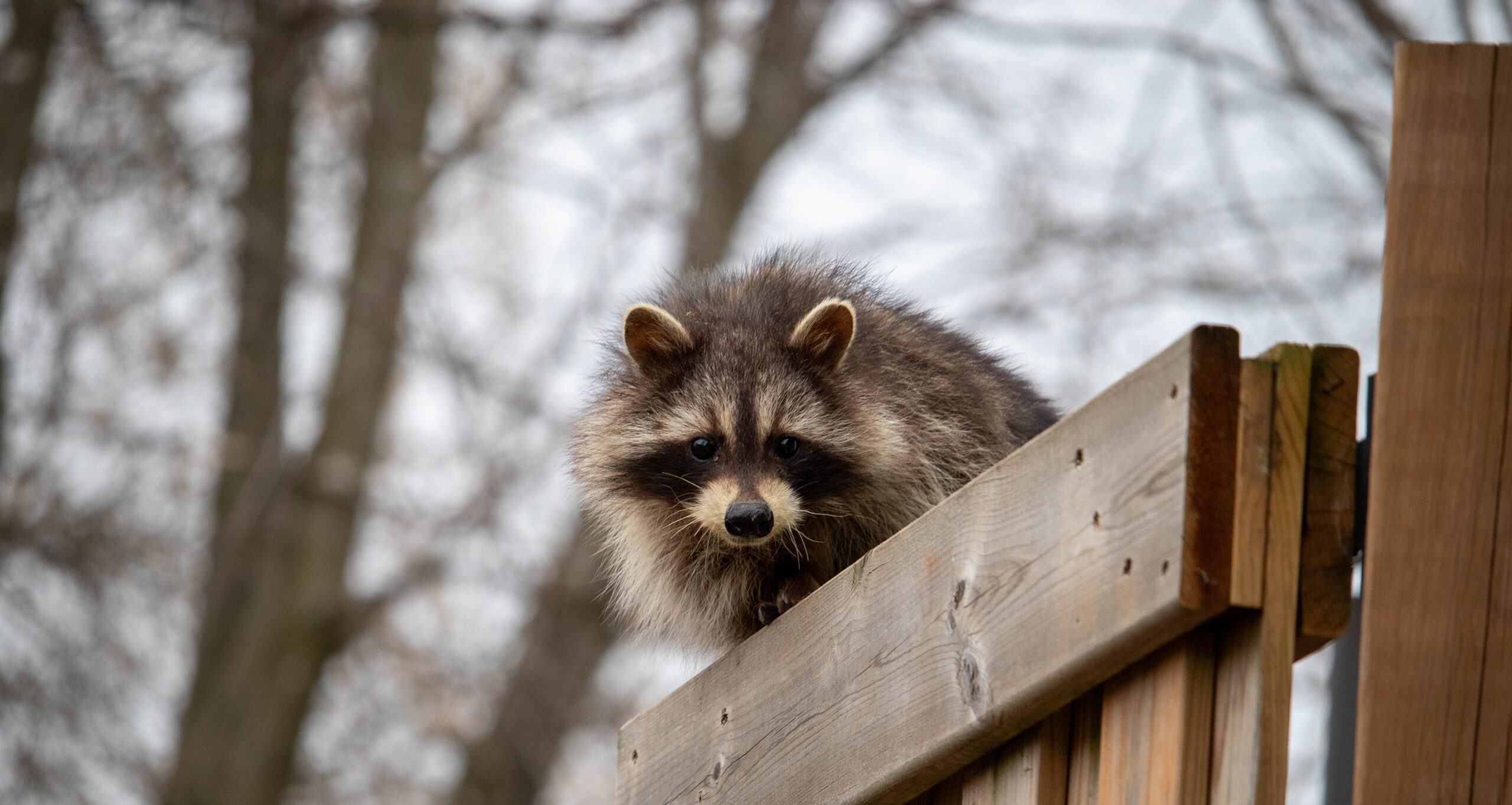 Raccoon-Proofing Your Milwaukee Home - Expert Tips from Skedaddle