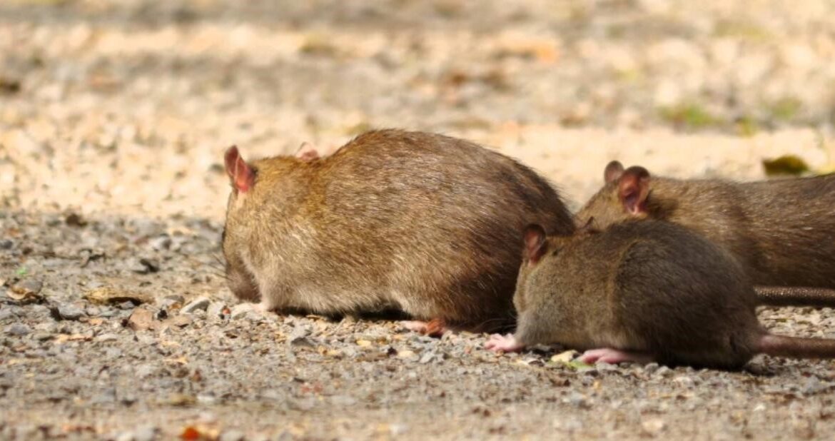 Rats And Your Pets - How To Safely Remove Rodents Without Harming Your Furry Friends