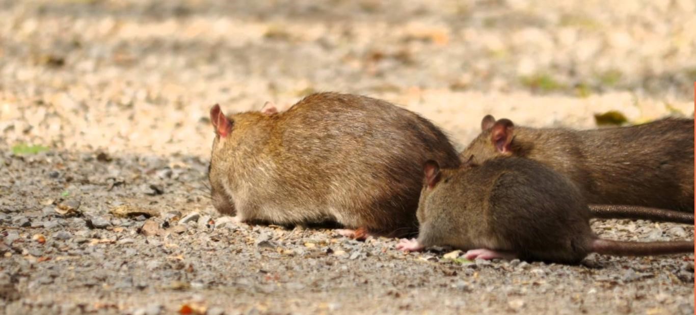 Rats And Your Pets - How To Safely Remove Rodents Without Harming Your Furry Friends
