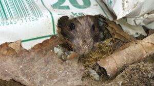 Rodents In The Basement - Should You Try And Trap Rats Yourself