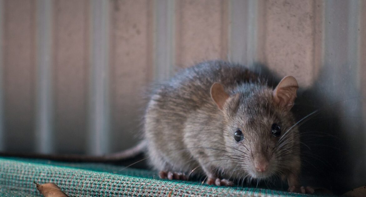 Rodents in Urban Areas - Understanding Their Role in the Ecosystem