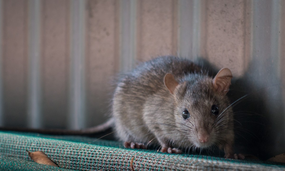 Rodents in Urban Areas - Understanding Their Role in the Ecosystem