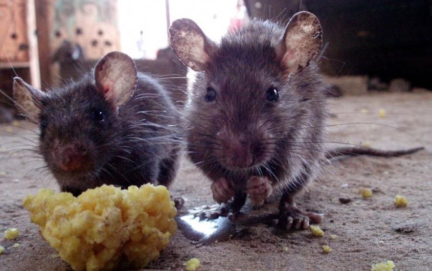 Sealing Entry Points - The Key to Preventing Rodents from Invading Your Space