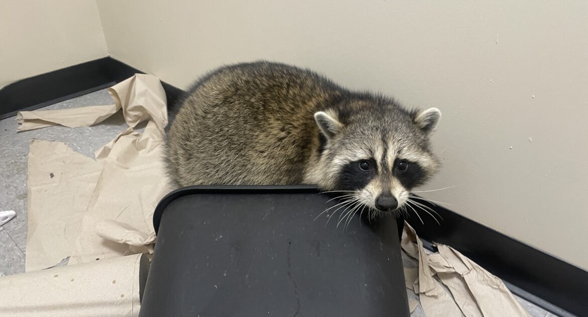 Securing Outdoor Garbage and Compost Against Raccoons