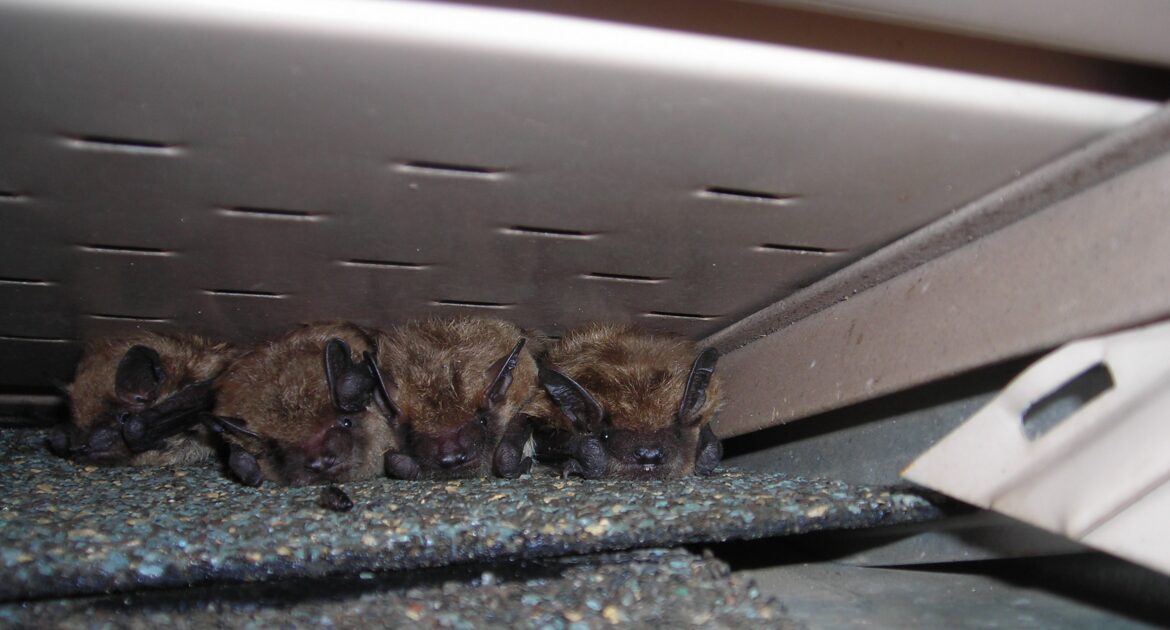 Sounds That May Indicate A Bat Infestation In Your House