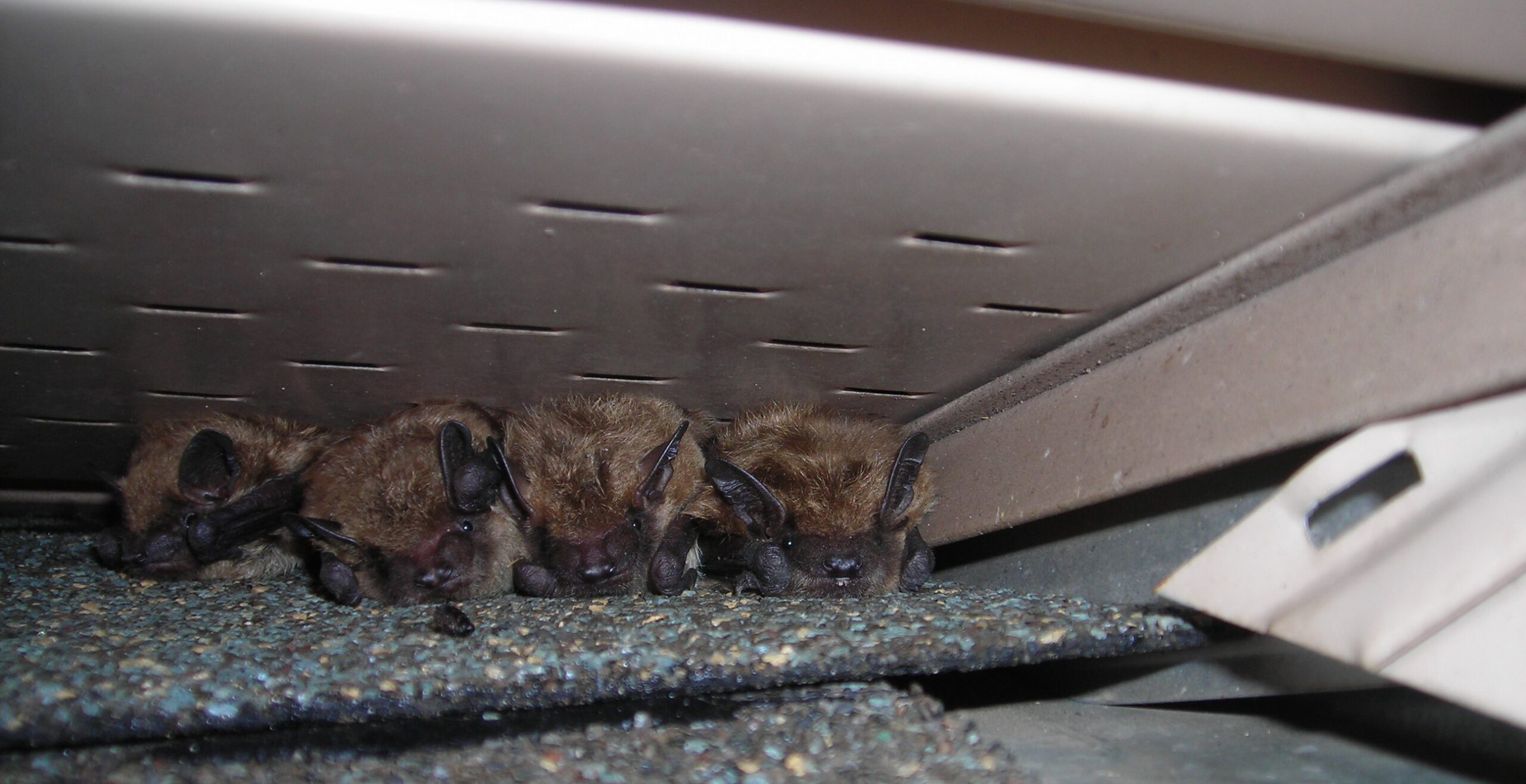 Sounds That May Indicate A Bat Infestation In Your House