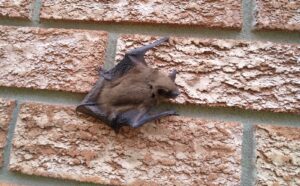 Spot & Stop Bat Colonies - Protect Your London Home Easily