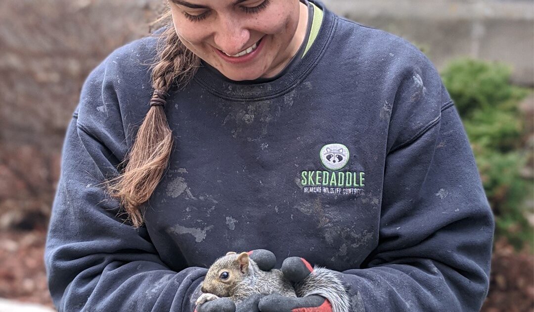 Squirrel-Proofing Your Home - Steps Experts Take to Prevent Reinvaders