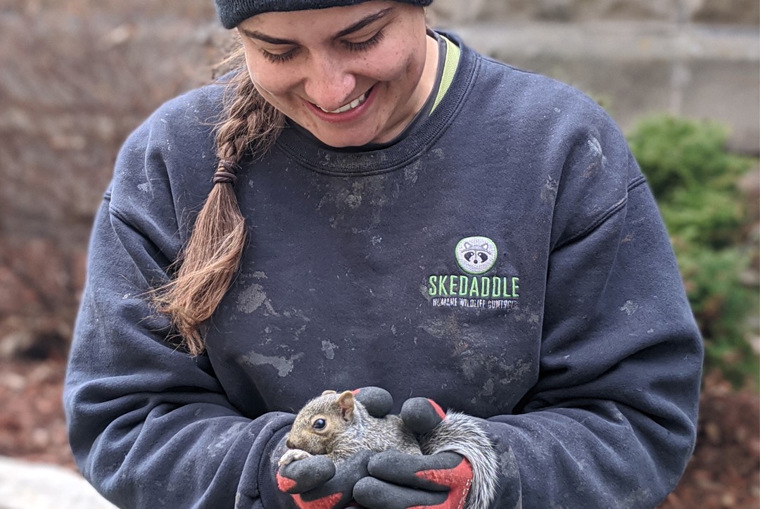 Squirrel-Proofing Your Home - Steps Experts Take to Prevent Reinvaders