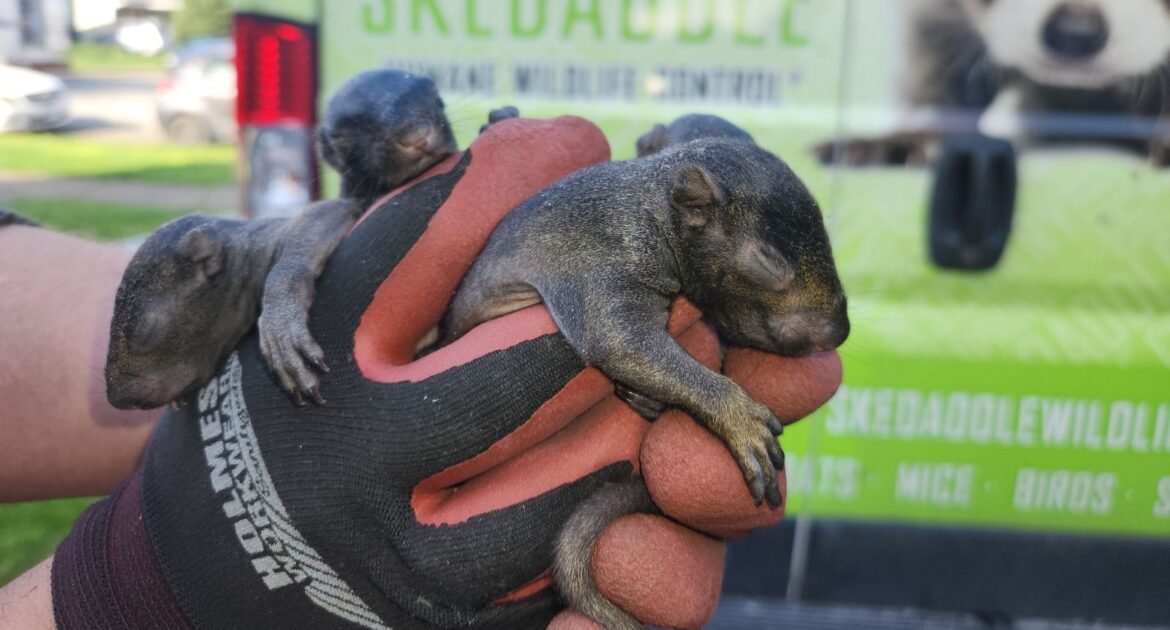 Squirrels and Gardens - What is Attracting Them and How To Keep Them Away