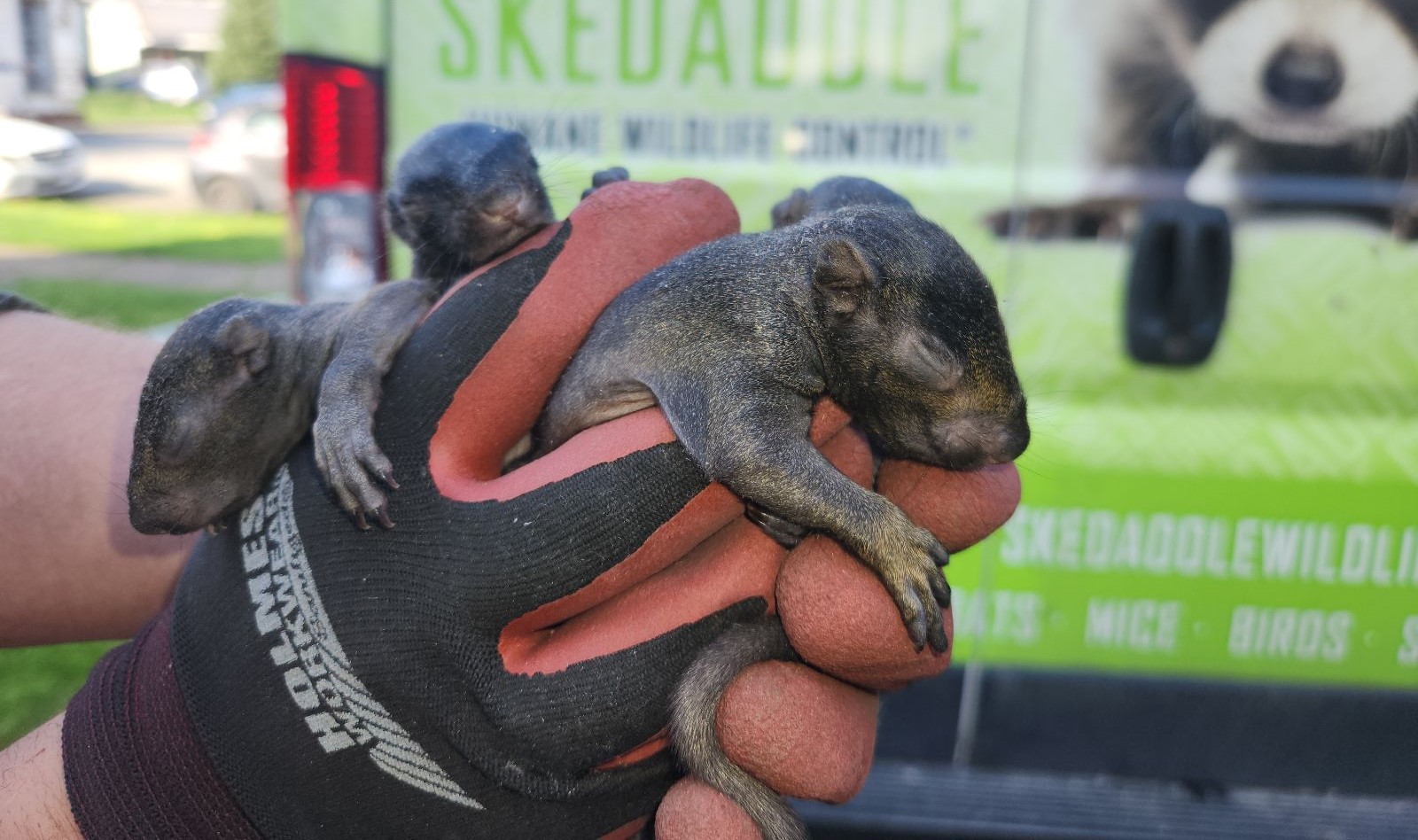 Squirrels and Gardens - What is Attracting Them and How To Keep Them Away