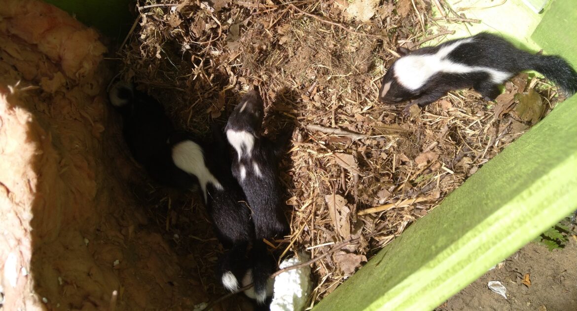 Taking Back Your Yard - How To Deal With Skunks Who Have Nested Under A Porch