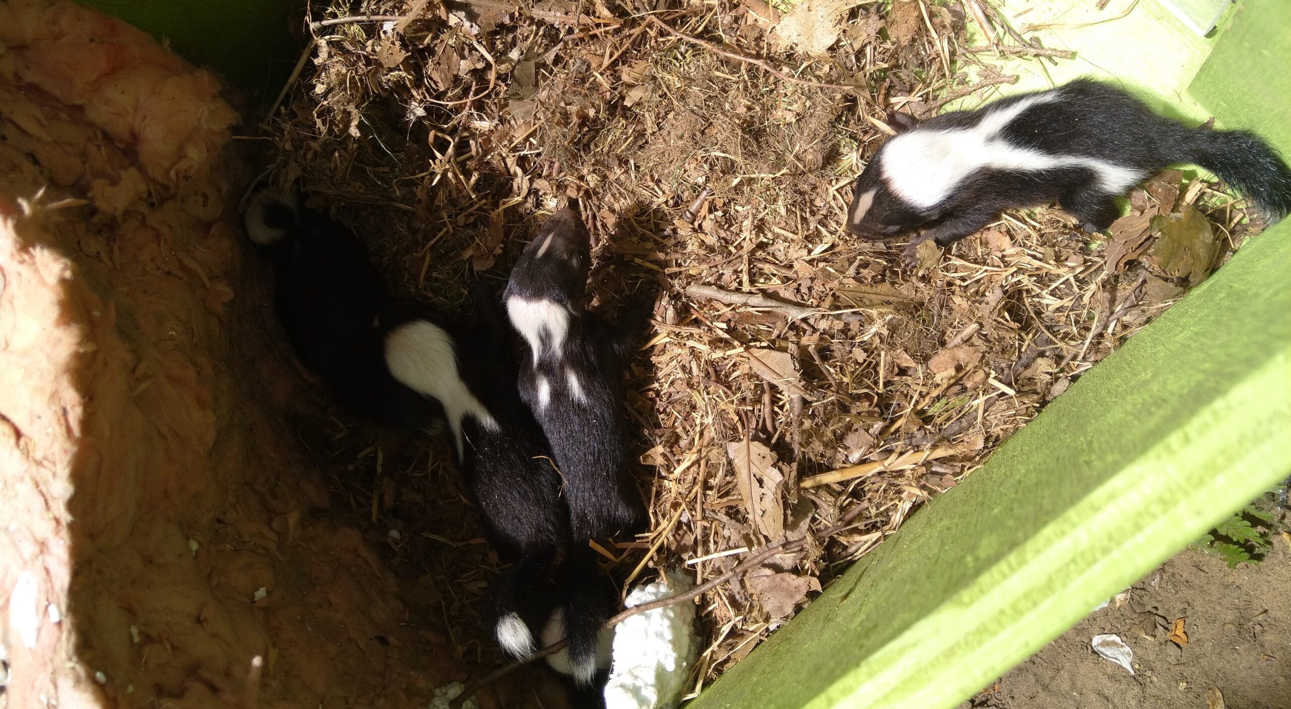 Taking Back Your Yard - How To Deal With Skunks Who Have Nested Under A Porch