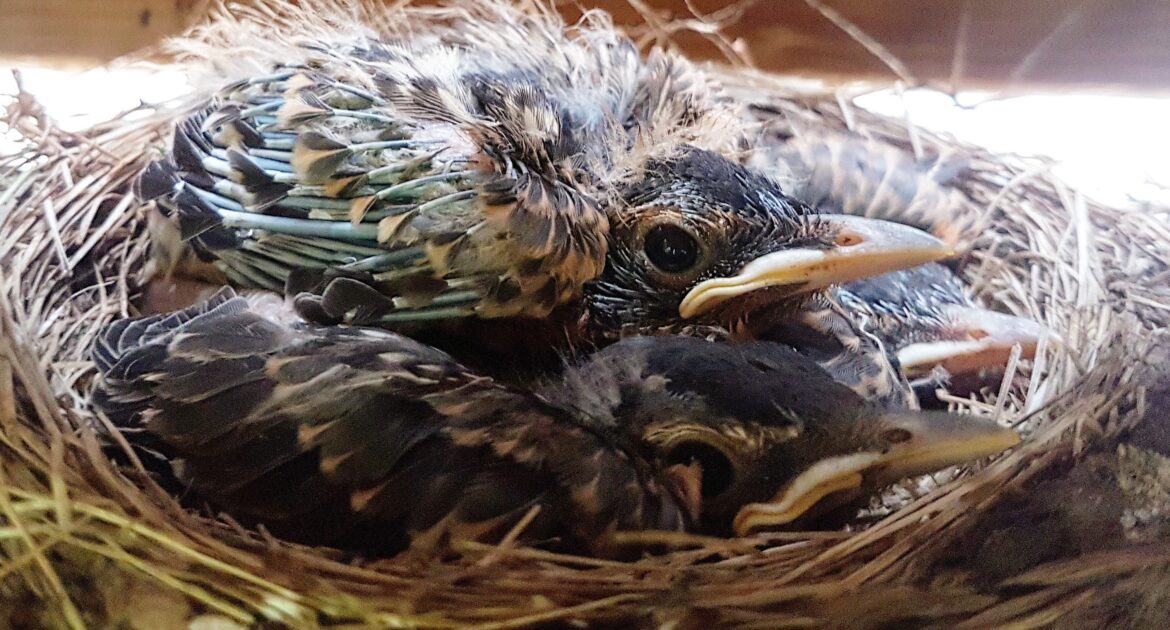 Telltale Signs There Are Birds In Your Attic