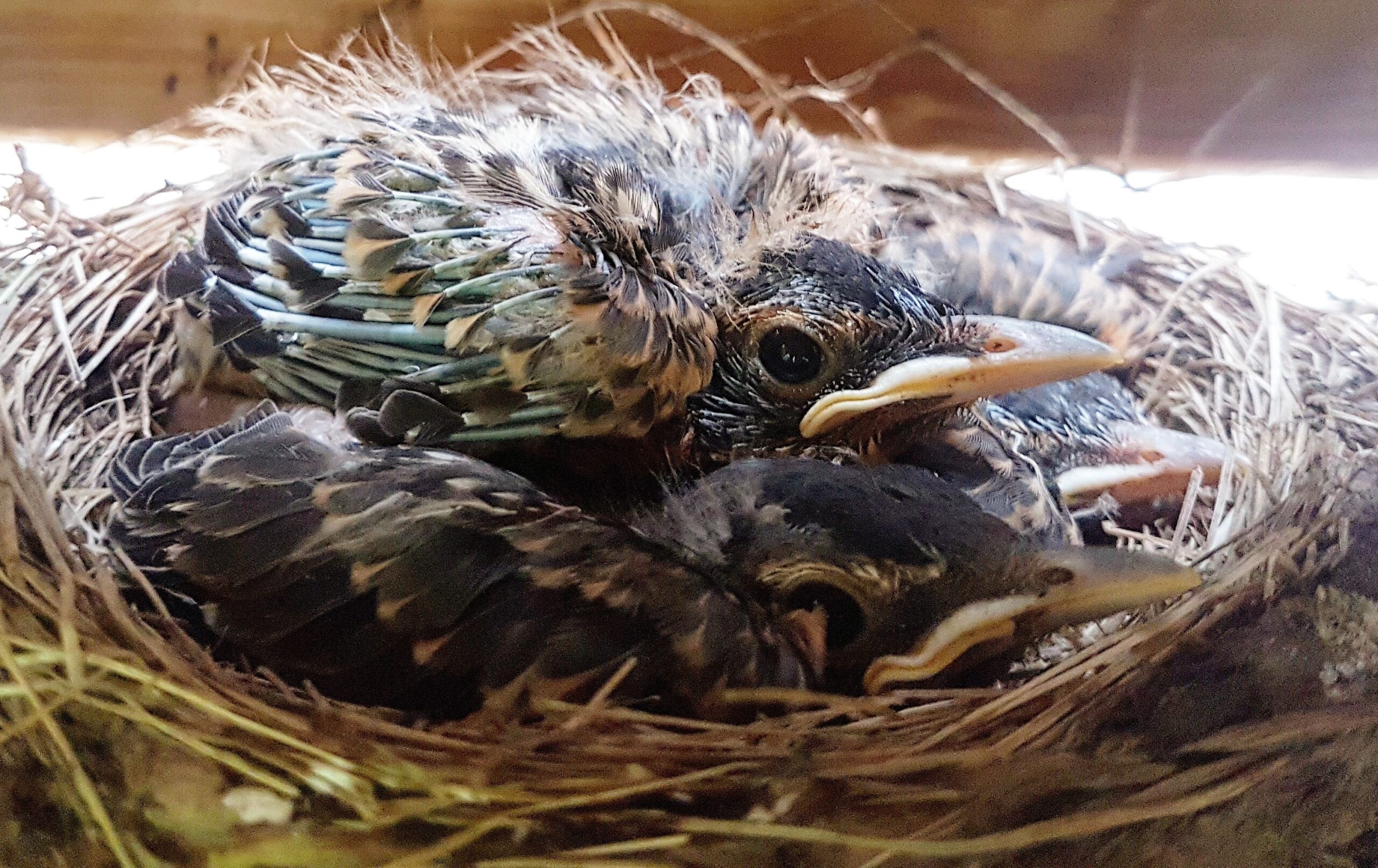 Telltale Signs There Are Birds In Your Attic