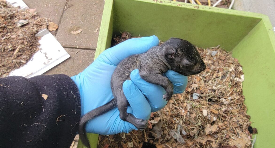 The Connection Between Tree Trimming and Squirrel-Proofing Your Home
