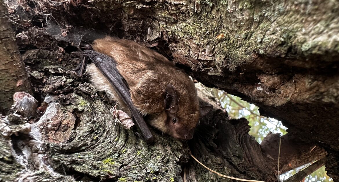 The Dangers of Being Bitten by a Bat