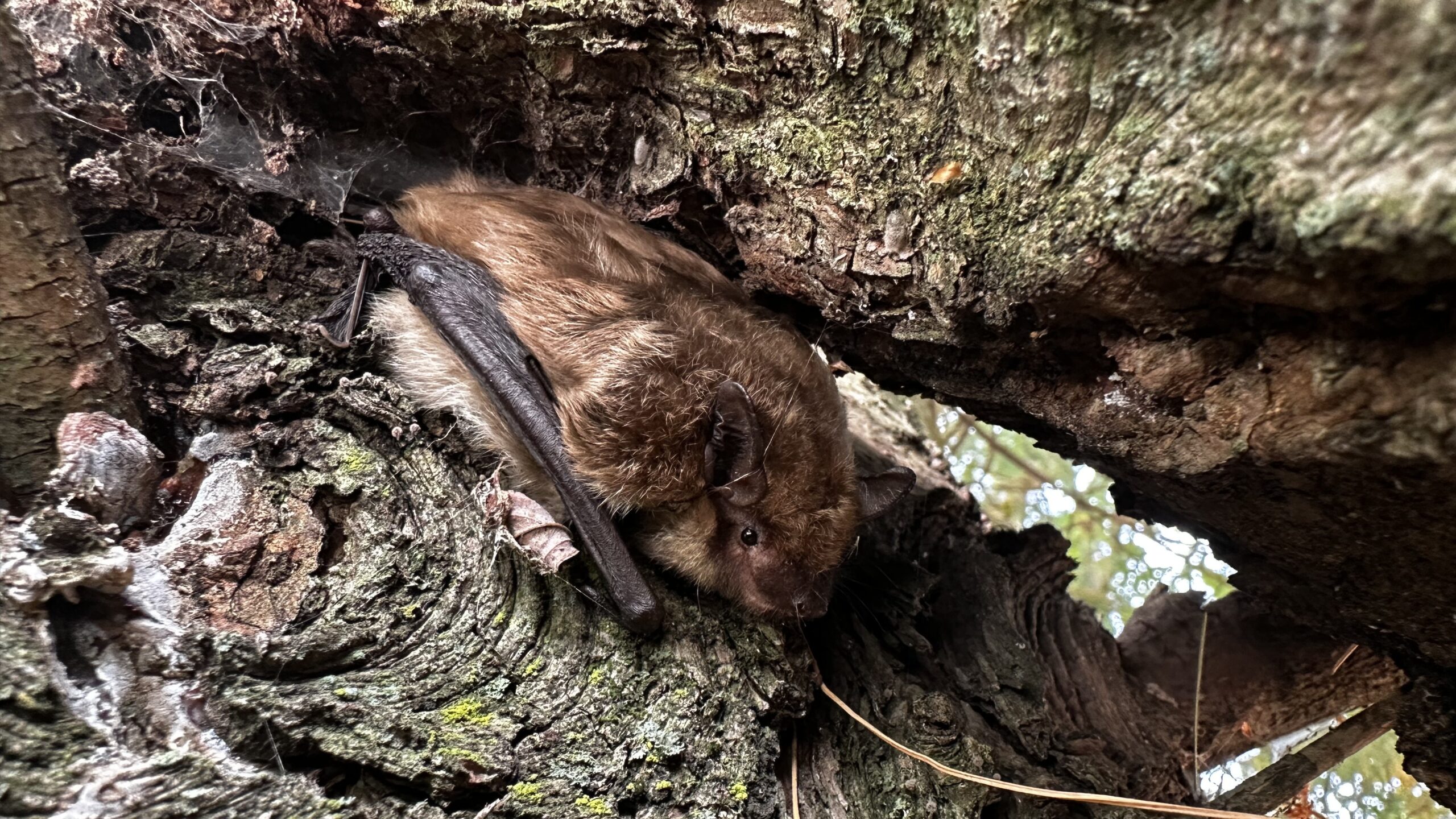 The Dangers of Being Bitten by a Bat