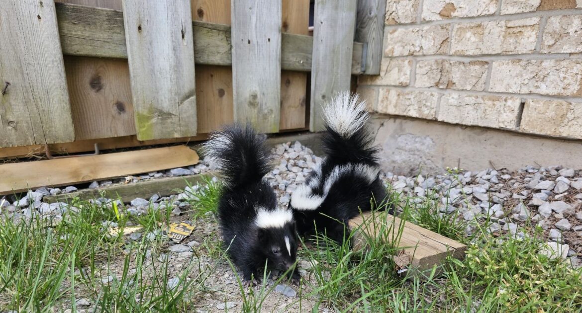 The Diseases That Skunks Can Spread To Humans