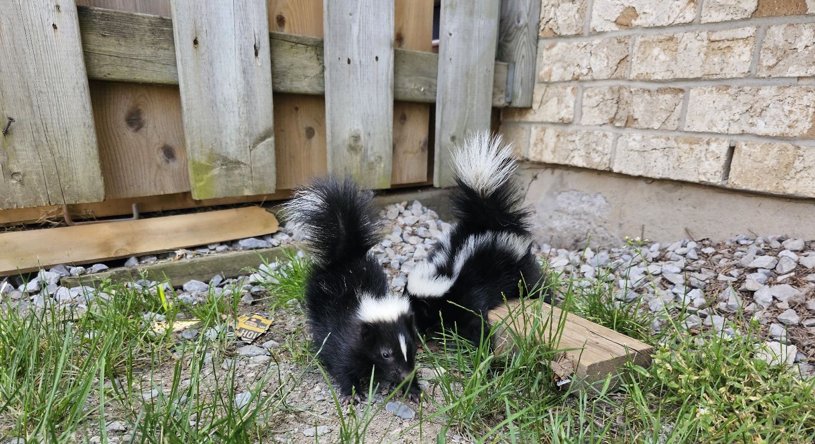 The Diseases That Skunks Can Spread To Humans