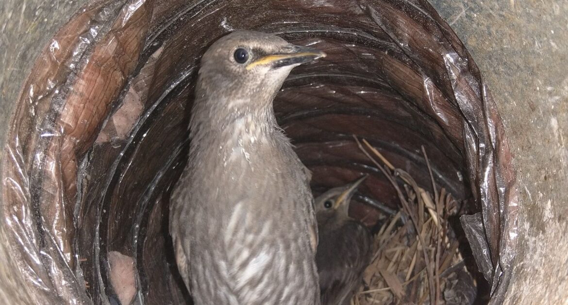 The Long-Term Effects of Bird Nesting on HVAC Units