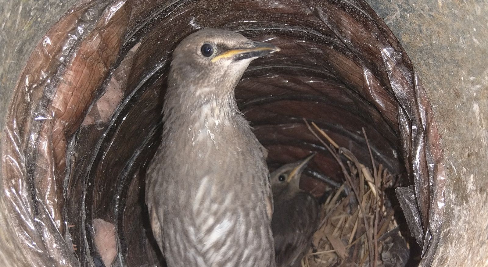 The Long-Term Effects of Bird Nesting on HVAC Units