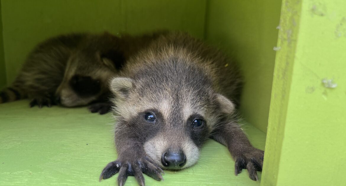 The Raccoon's Sensitive Touch - Understanding Their Unique Paws