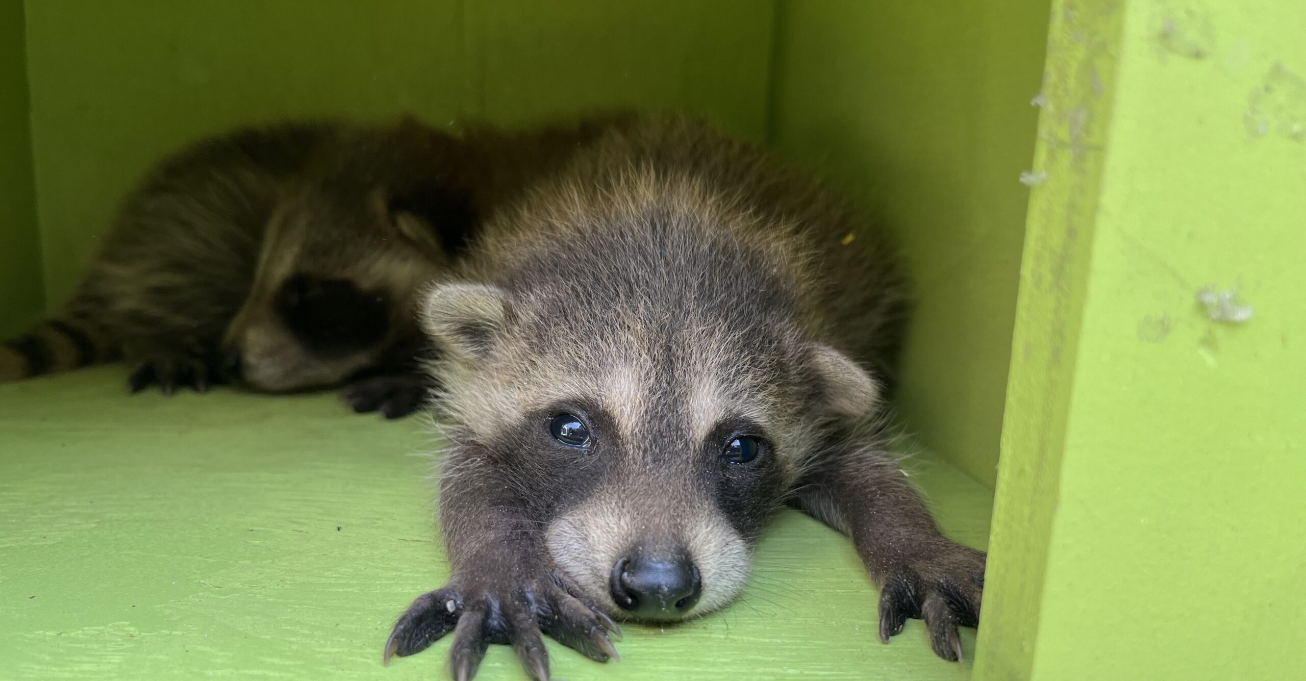 The Raccoon's Sensitive Touch - Understanding Their Unique Paws