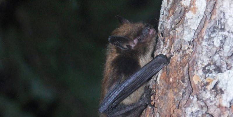 The Role of Little Brown Bats in the Ecosystem