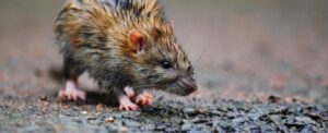 The Role of Weather Changes in Driving Rodents Indoors