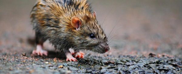 The Role of Weather Changes in Driving Rodents Indoors