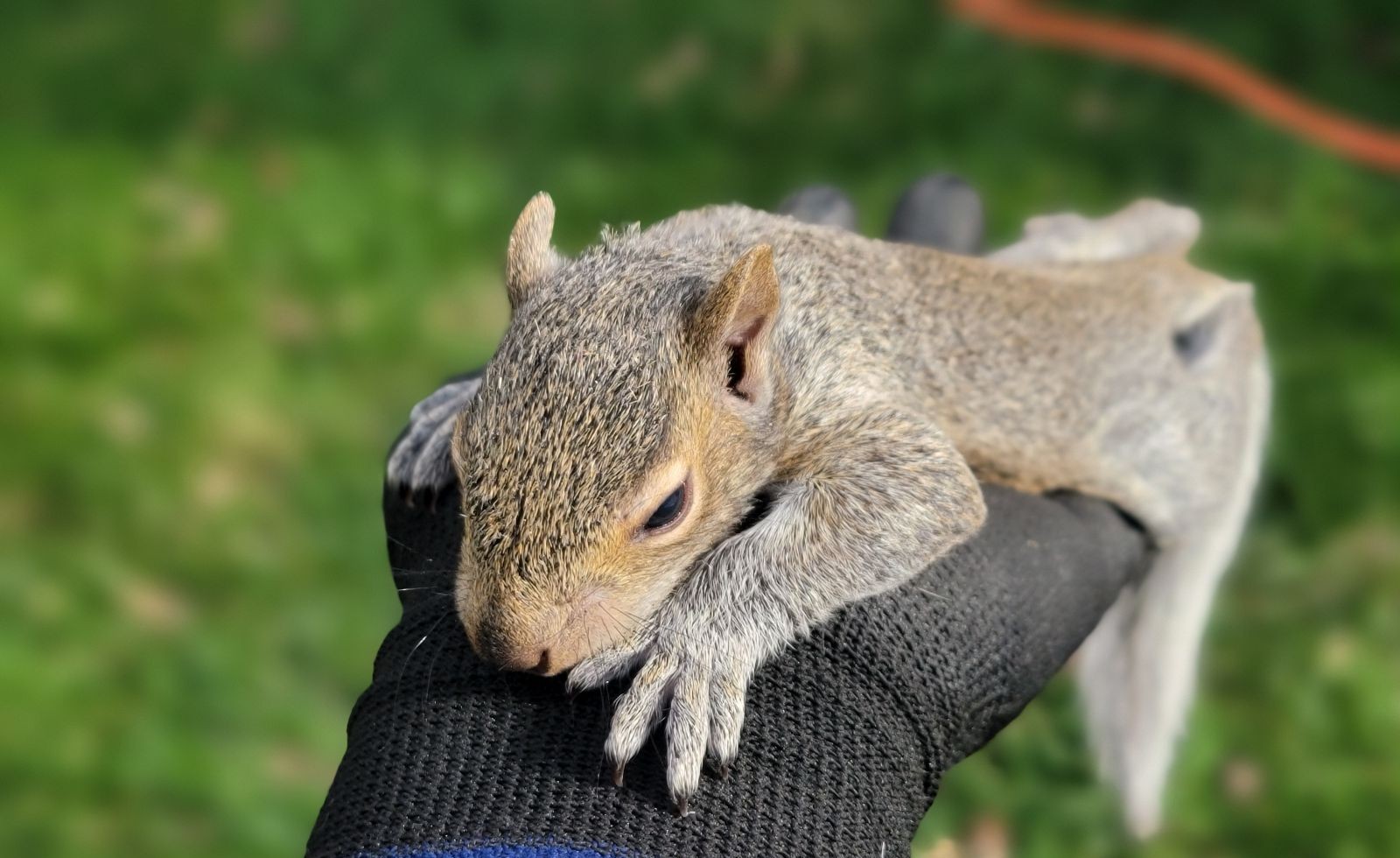 The Surprising Ways Squirrels Can Damage Your Home and Property