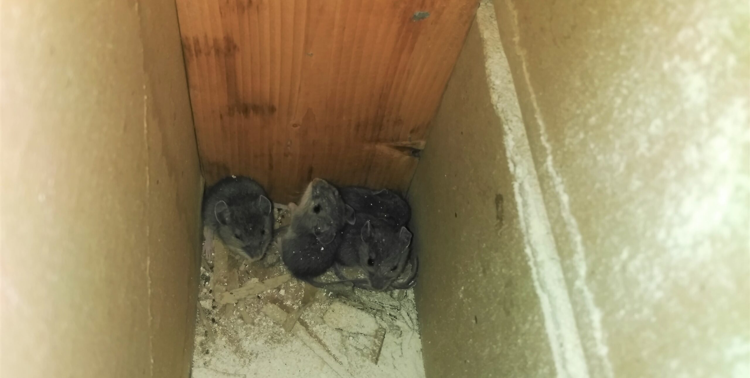 Top 5 Entry Points Mice Are Using To Get Into Your Home This Season