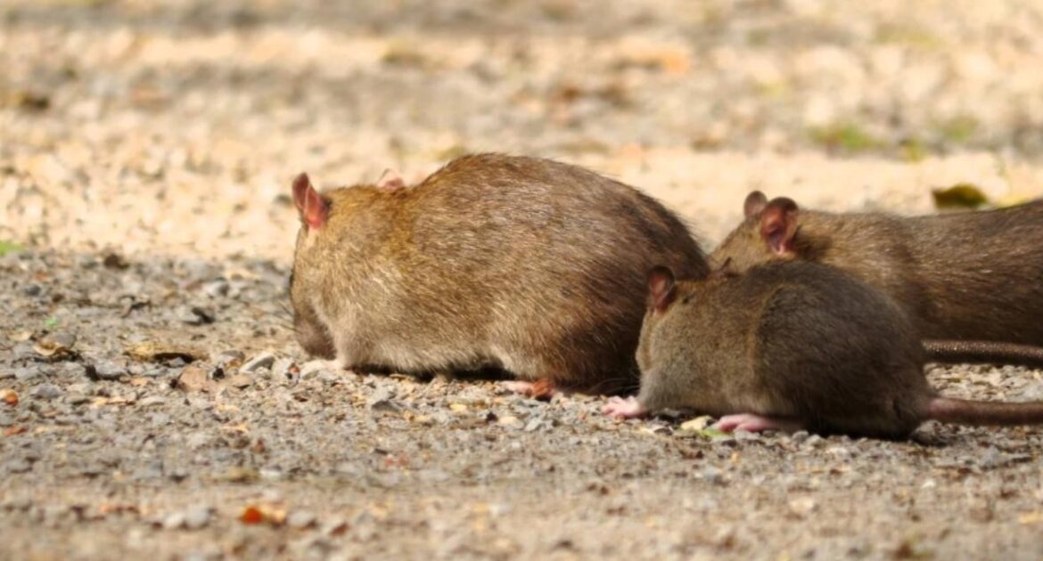 Toronto Rat Reduction Strategy - How Will It Affect You