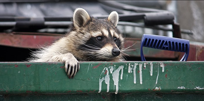 Toronto Wildlife Control - Why Do Raccoons Invade Garbage Cans