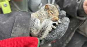 Ultimate Squirrel-Proofing Tips Pros Do Better Than DIY