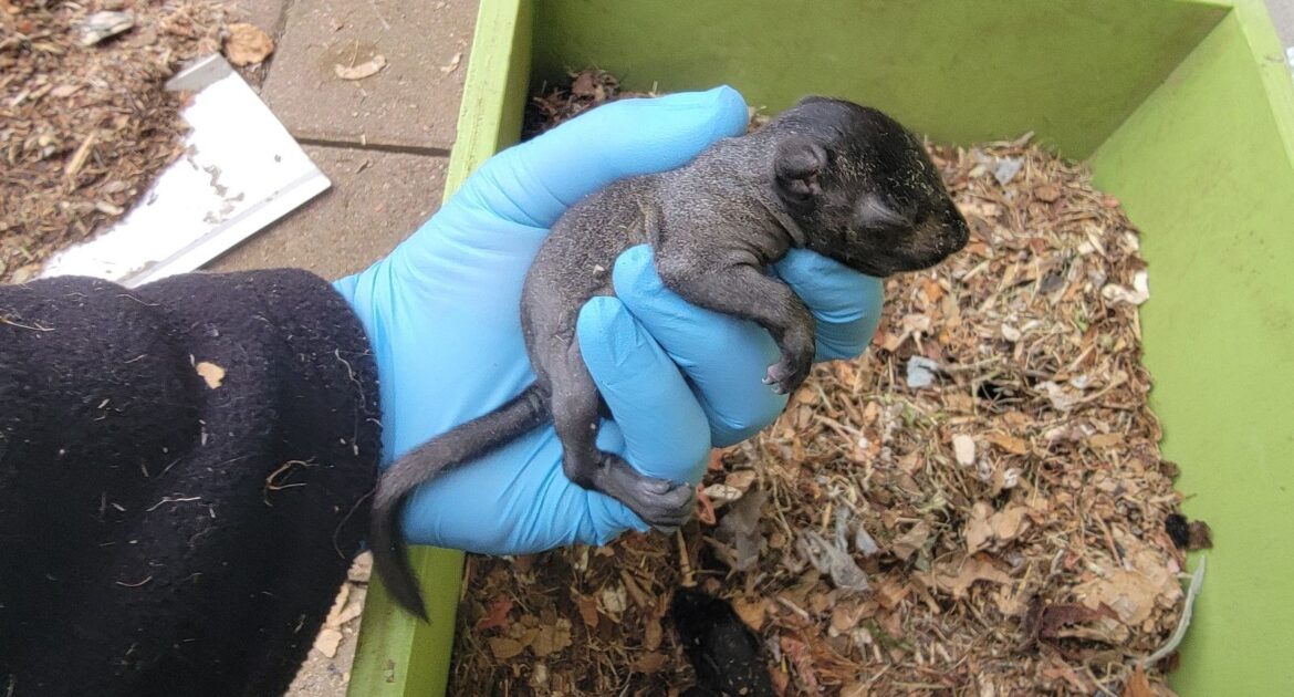 What Is Attracting Squirrels to Your Columbus Home
