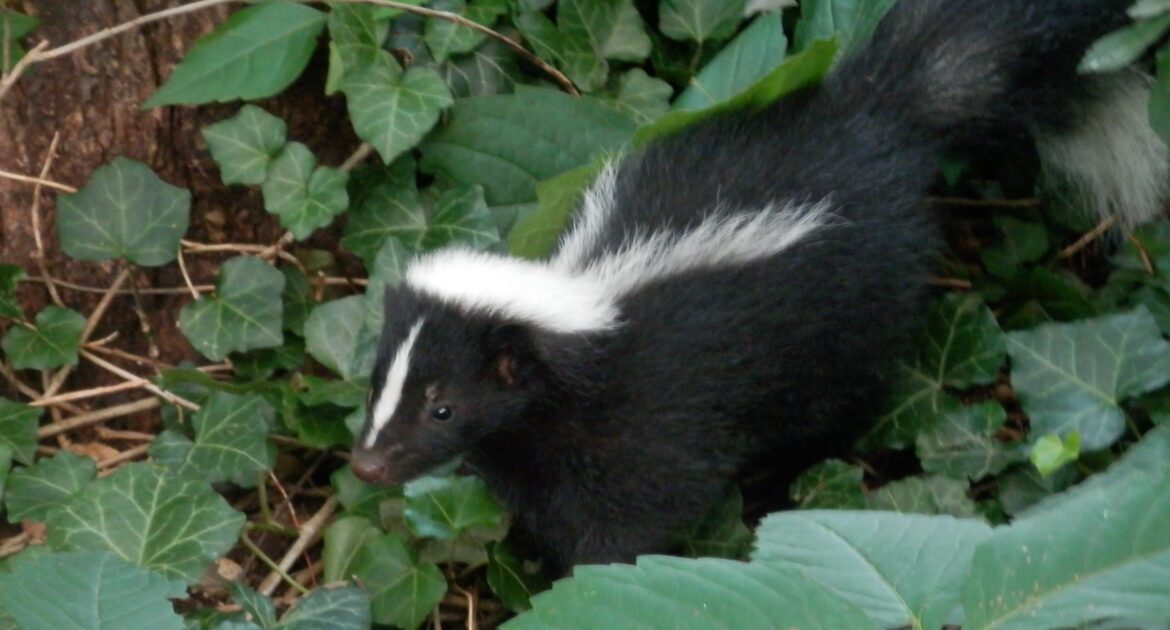 What New Research Shows About Skunks Stripes
