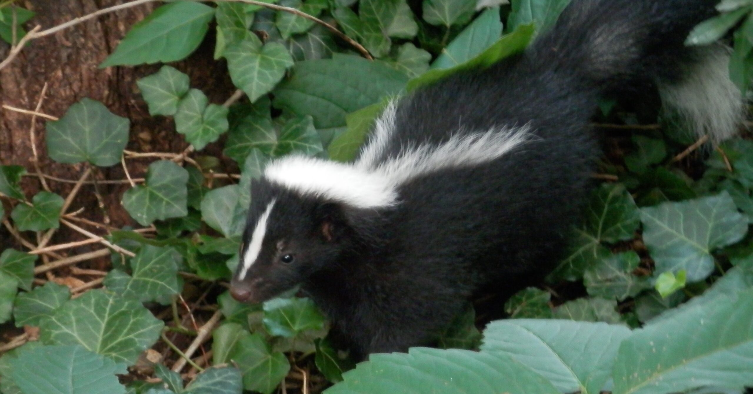 What New Research Shows About Skunks Stripes