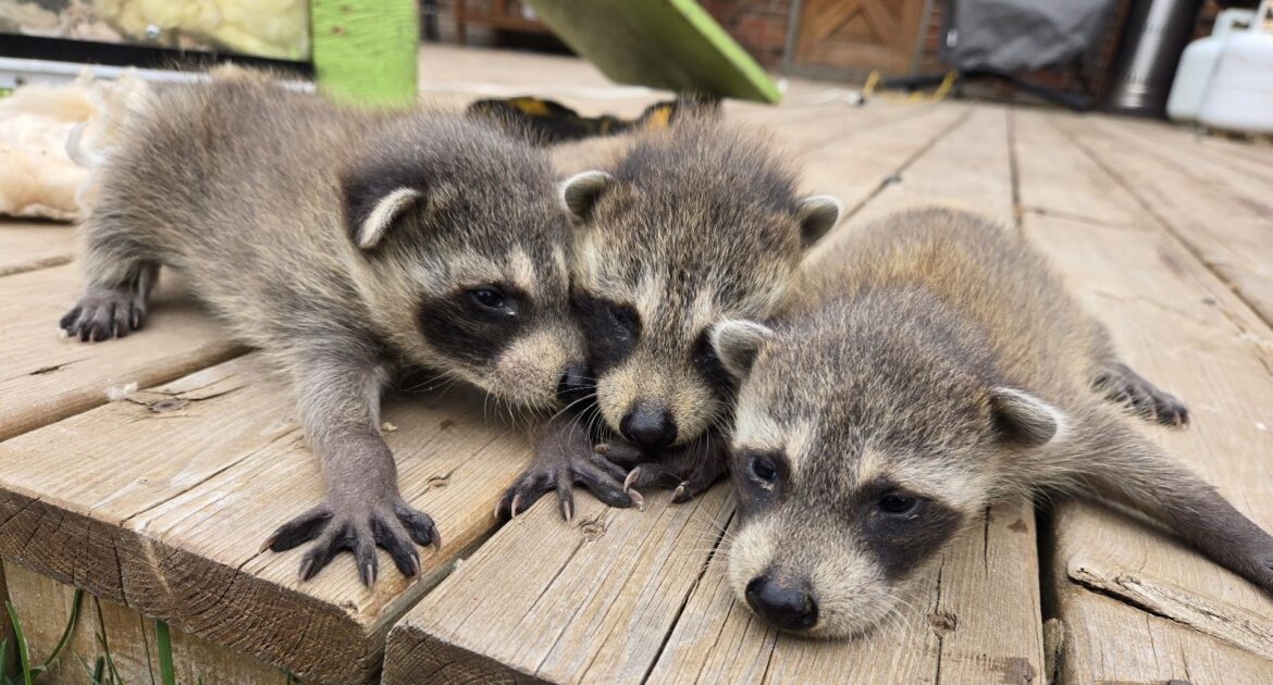 What Noises in the Night Could Be Telling You About Raccoons