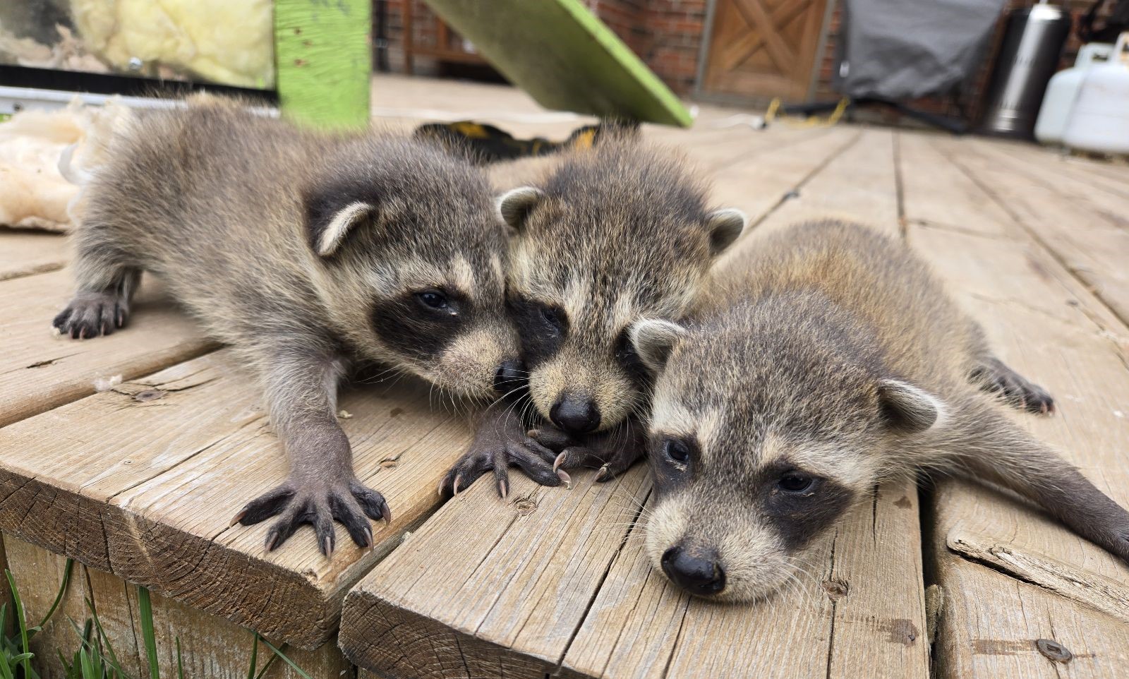 What Noises in the Night Could Be Telling You About Raccoons