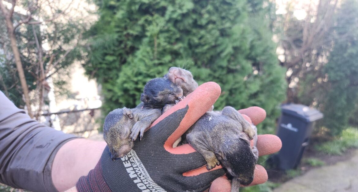 What To Do If You Find Baby Squirrels In Your Home This Spring