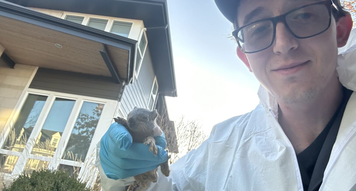 What to Do When Squirrels Nest in Your Walls