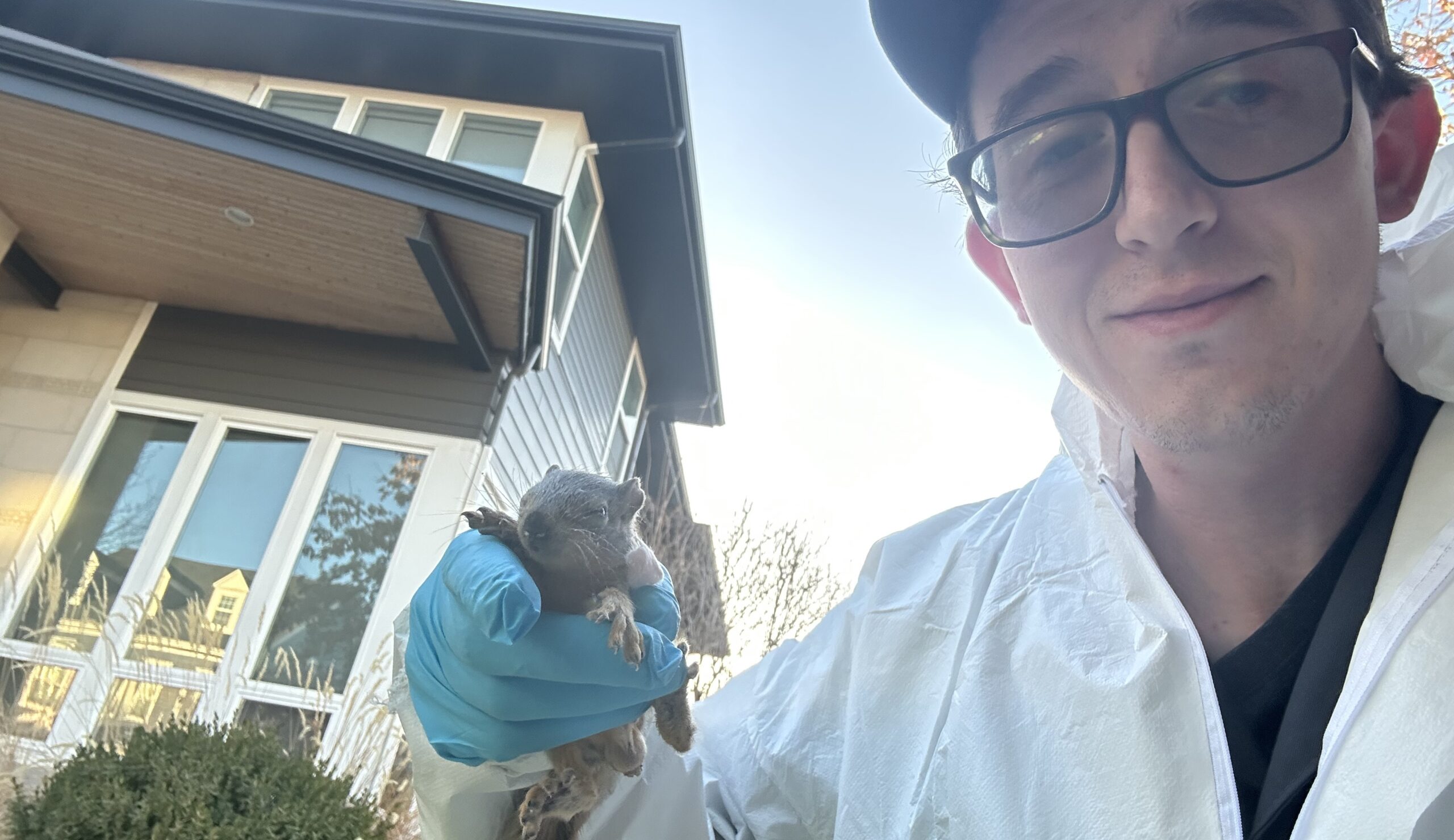 What to Do When Squirrels Nest in Your Walls