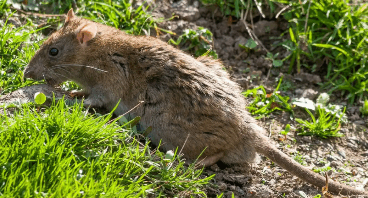 What’s That Smell - How to Detect Rodents by Using Your Senses
