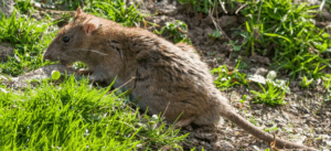What’s That Smell - How to Detect Rodents by Using Your Senses